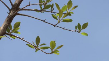 Ağaçlar ve dallar mavi gökyüzüne karşı.