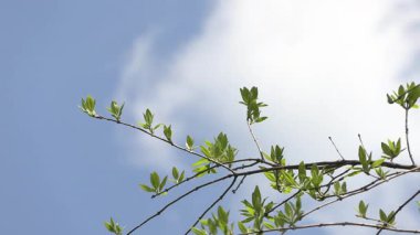 Ağaçlar ve dallar Mavi gökyüzüne karşı rüzgarla.