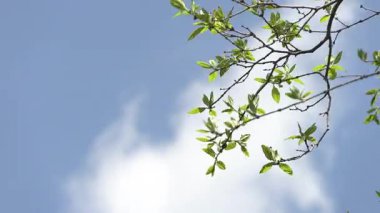 Ağaçlar ve dallar Mavi gökyüzüne karşı rüzgarla.