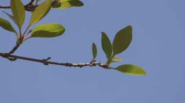 Ağaçlar ve dallar Mavi gökyüzüne karşı rüzgarla.