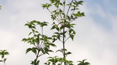Ağaçlar ve dallar Mavi gökyüzüne karşı rüzgarla.