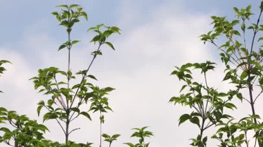 Ağaçlar ve dallar Mavi gökyüzüne karşı rüzgarla.