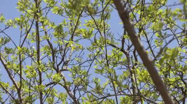 Ağaçlar ve dallar Mavi gökyüzüne karşı rüzgarla.