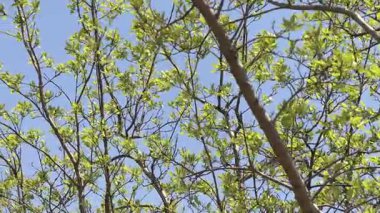 Ağaçlar ve dallar Mavi gökyüzüne karşı rüzgarla.