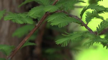 Koyu yeşil yumuşak arkaplan ile metasequoia yakın plan.