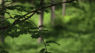 Koyu yeşil yumuşak arkaplan ile metasequoia yakın plan.