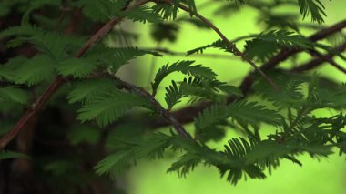 Koyu yeşil yumuşak arkaplan ile metasequoia yakın plan.