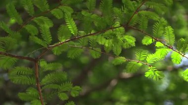 Metasequoia ağacının yakın plan çekimi..