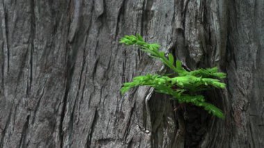 Metasequoia ağacı tomurcuğuna yakın çekim..