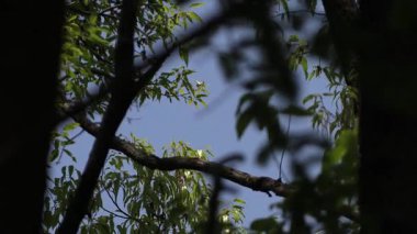 Metasequoia ağacının yakın plan çekimi..