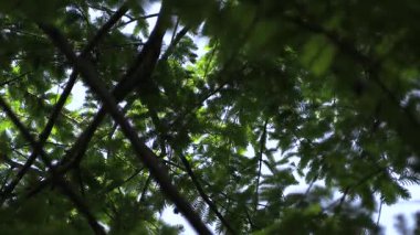 Metasequoia ağacının yakın plan çekimi..