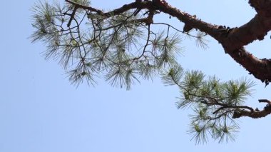 Mavi gökyüzüne karşı çam ağacı.