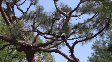 Mavi gökyüzü ve çam ağaçları.