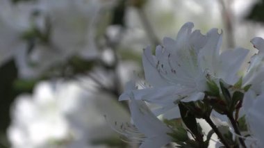 Yakın plan beyaz açelya çiçekleri..