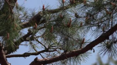 Mavi gökyüzü ve çam ağaçları.