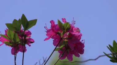 Kırmızı bir açelya çiçeğinin mavi bir arka planda açtığı yakın plan..