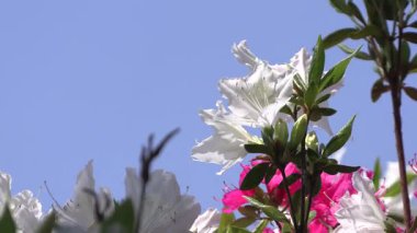 Mavi bir arka planda açan açelya çiçeğinin yakın çekimi..