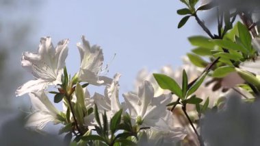 Mavi bir arka planda açan açelya beyaz çiçeğinin yakın çekimi..
