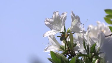 Mavi bir arka planda açan açelya beyaz çiçeğinin yakın çekimi..