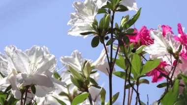 Mavi bir arka planda açan açelya beyaz çiçeğinin yakın çekimi..