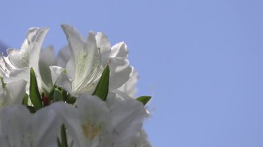 Mavi bir arka planda açan açelya beyaz çiçeğinin yakın çekimi..