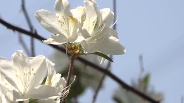 Mavi bir arka planda açan açelya beyaz çiçeğinin yakın çekimi..