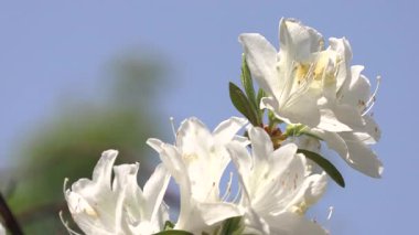 Mavi bir arka planda açan açelya beyaz çiçeğinin yakın çekimi..