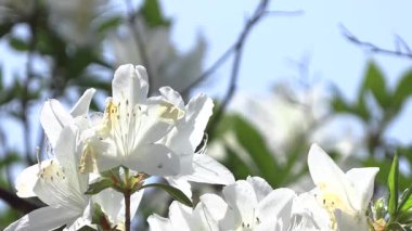 Mavi bir arka planda açan açelya beyaz çiçeğinin yakın çekimi..
