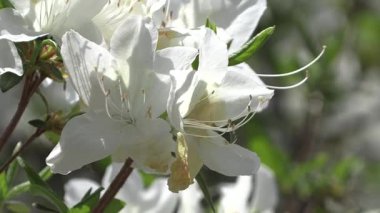 Yumuşak bir arka planda açan açelya çiçeğinin yakın çekimi.