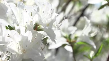 Geniş, beyaz bir açelya çiçeği.