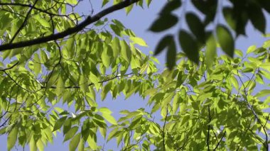 Mavi gökyüzü ve zelkova ağaçları.