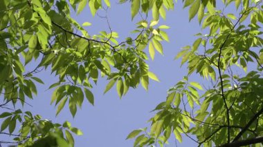 Mavi gökyüzü ve zelkova ağaçları.