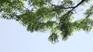 Mavi gökyüzü ve zelkova ağaçları.