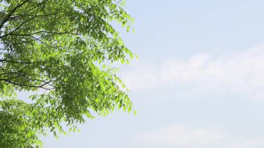 Mavi gökyüzü ve zelkova ağaçları.