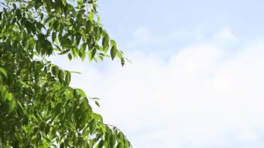 Mavi gökyüzü ve zelkova ağaçları.