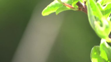 Ağaç yaprağı arkaplanının kapat.