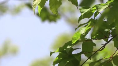 Ağaç yaprağı arkaplanının kapat.