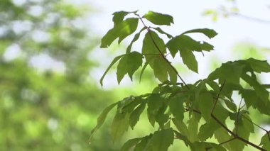 Mavi gökyüzünde yapraklar.