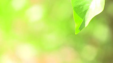 Ağaç yaprağı arkaplanının kapat.