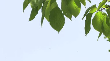 Mavi gökyüzünde yapraklar.