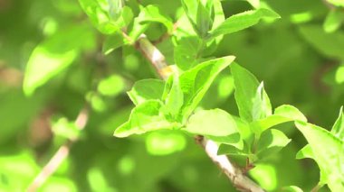 Yaprakların yakın plan yeşil yumuşak arkaplan.