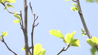 Mavi gökyüzünde yapraklar.