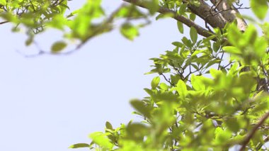 Mavi gökyüzünde yapraklar.