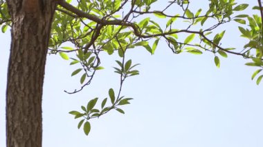 Mavi gökyüzünde yapraklar.