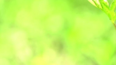 Yaprakların yakın plan yeşil yumuşak arkaplan.