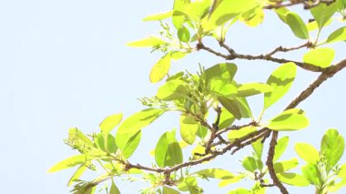 Ağaçların ve dalların yakın çekimleri.