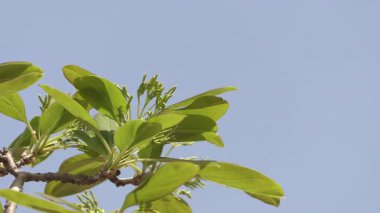 Mavi gökyüzünde yapraklar.