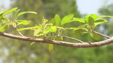 Ağaçların ve dalların yakın çekimleri.