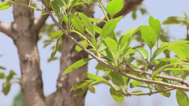 Ağaçların ve dalların yakın çekimleri.