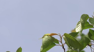 Mavi gökyüzünde yapraklar.